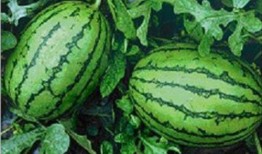 杭州网红打架吃瓜是谁啊,揭秘当事人身份及吃瓜群众热议